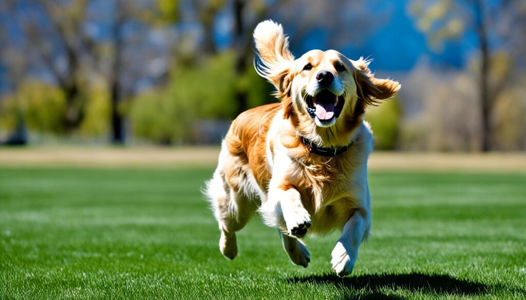 how to teach your dog to fetch